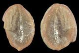 Didontogaster Fossil Worm (Pos/Neg) - Mazon Creek #101464-1